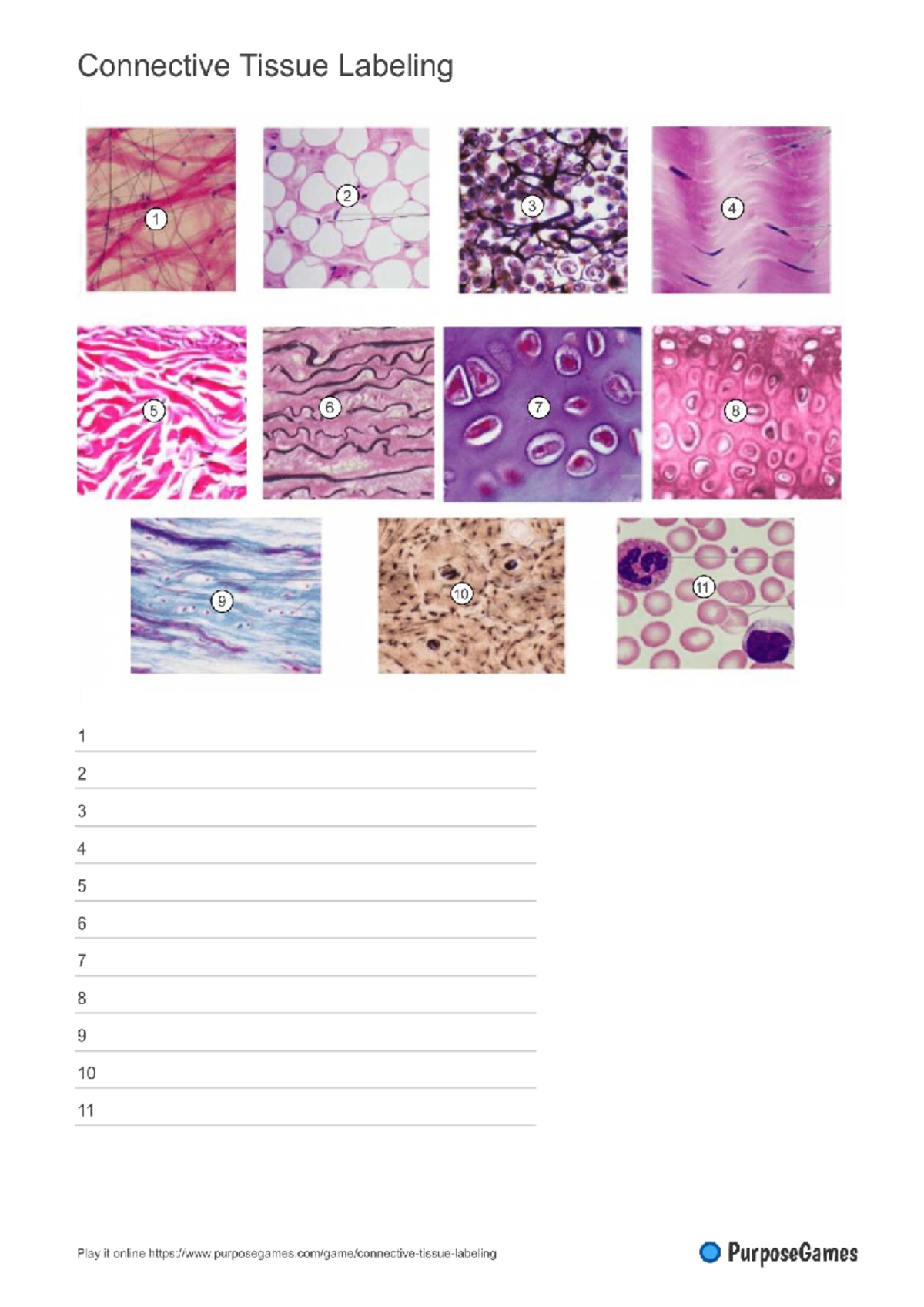 Worksheet - study - BIO 120 - Connective Tissue Labeling 2 3 4 1 5 6 7 ...