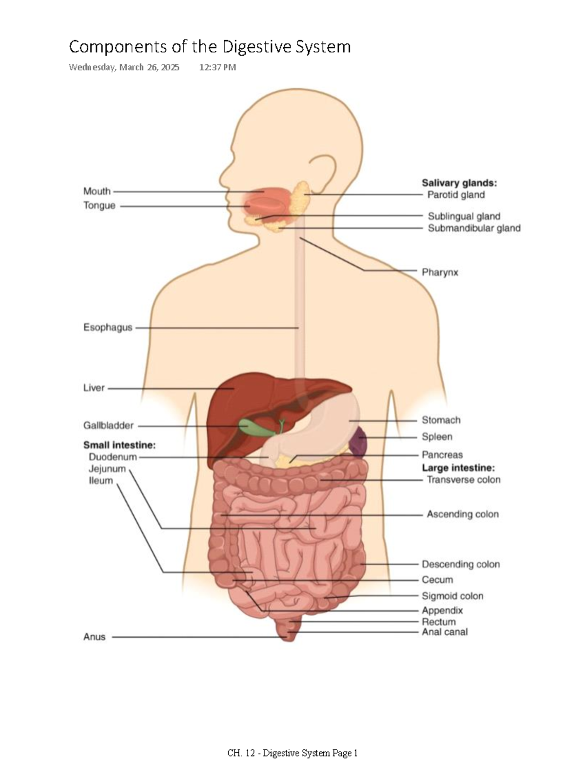 Comprehensive Overview of the Digestive System (BIO101) - Studocu
