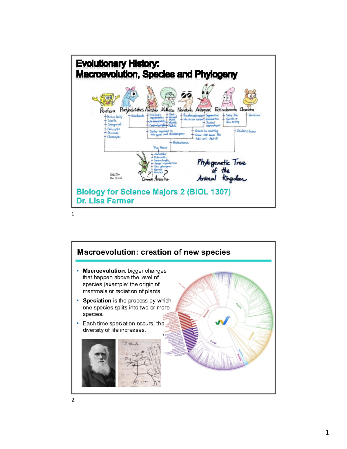 Lecture 16: Macroevolution & Phylogeny - BIOL 1307 SP24 Notes - Biology ...
