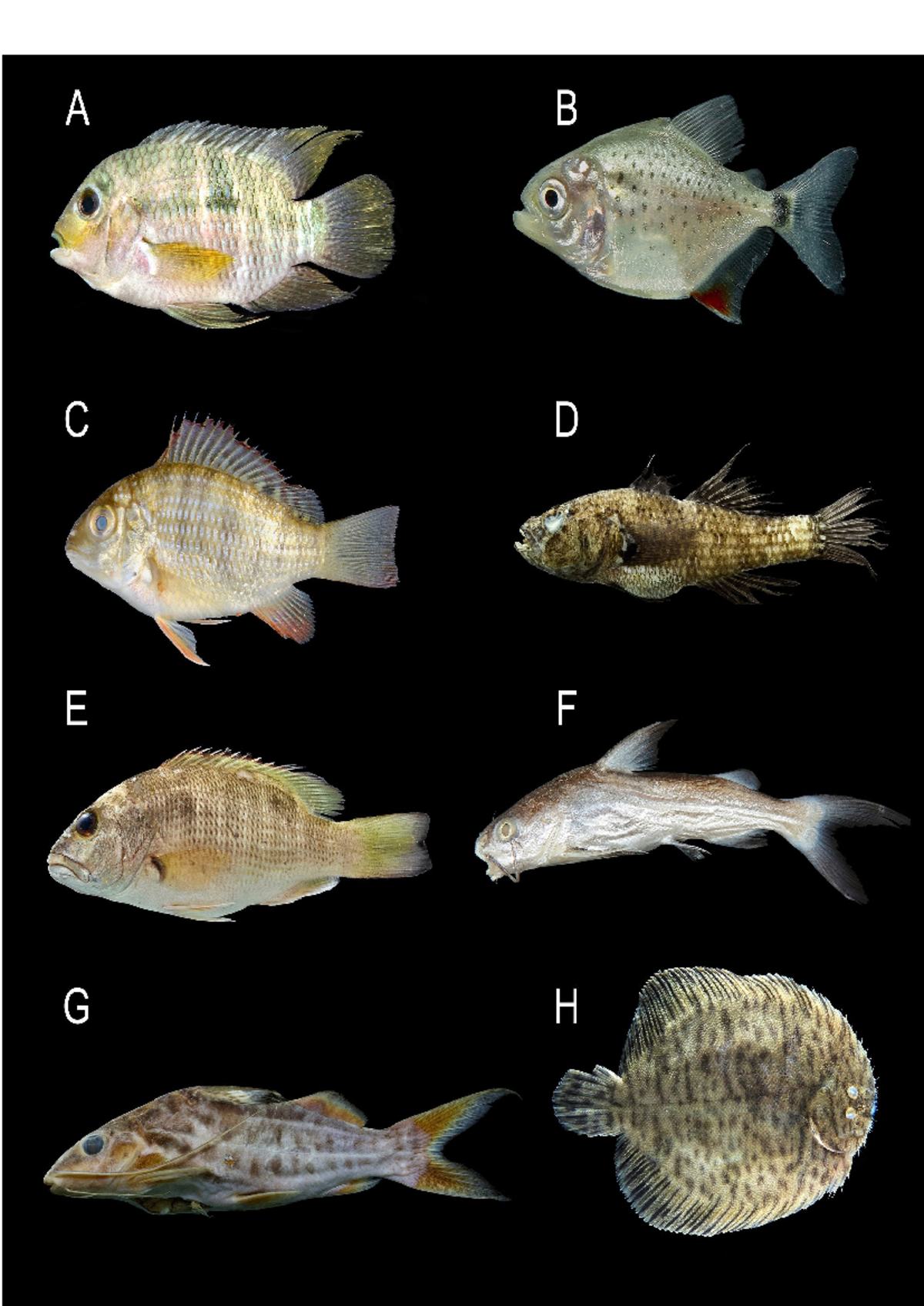 Brackish Water FISH - agribusiness - A B c D E F G H A a - Studocu