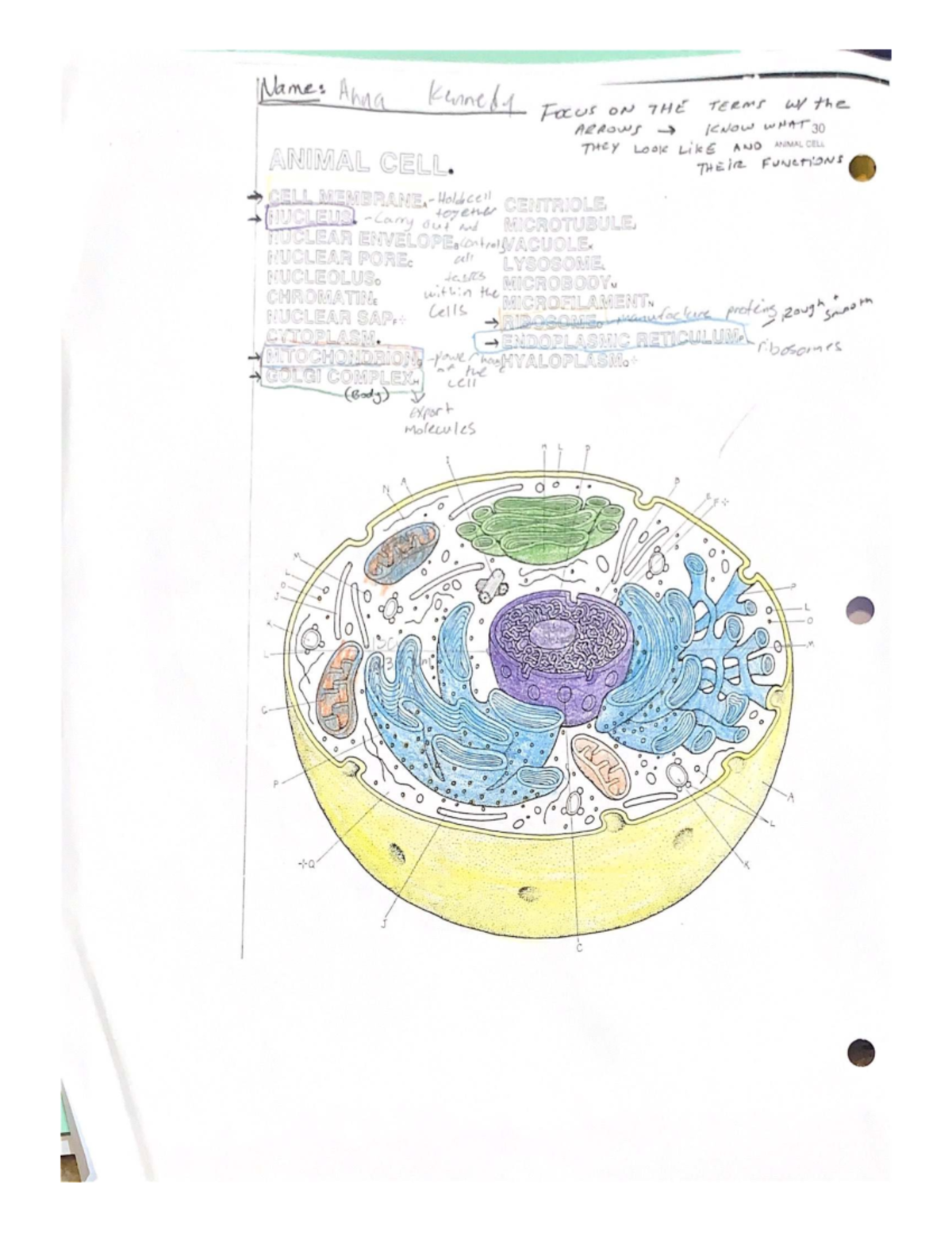 Animal cell functions and structures overview (BIO101) - Studocu