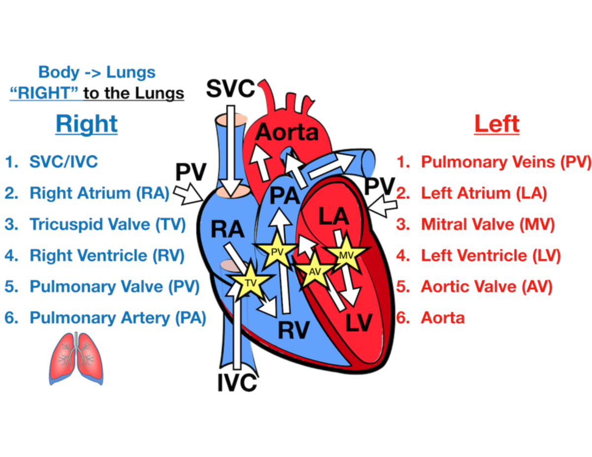Flow of Blood Through the Heart - BI2024 - Body Lungs to the Lungs SVC ...
