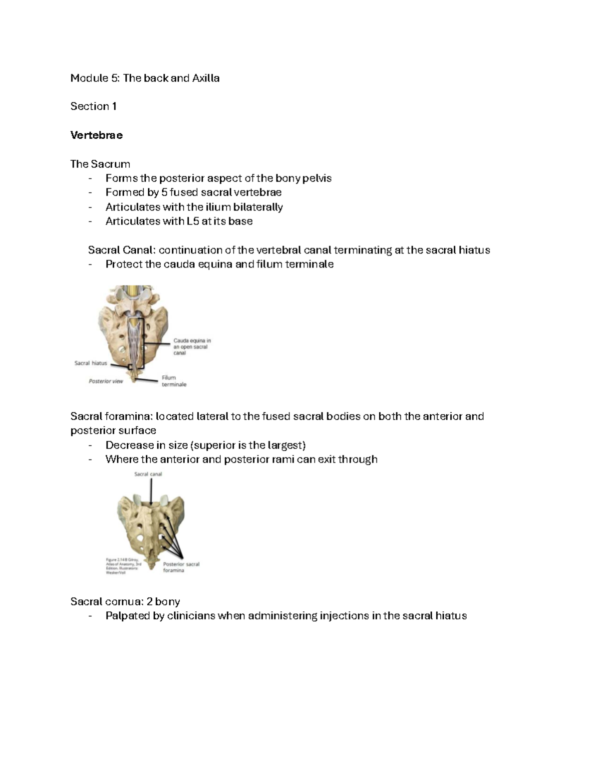 Module 5: Back and axilla overview and anatomical details - Studocu