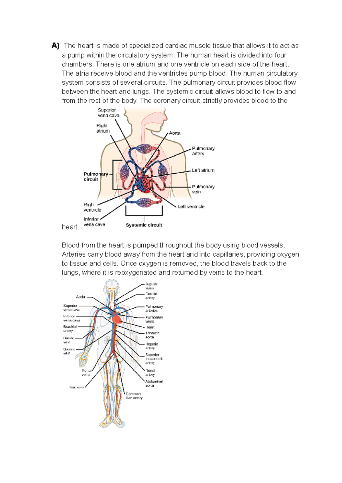 Human Circulation System: Anatomy and Functions Explained - Studocu
