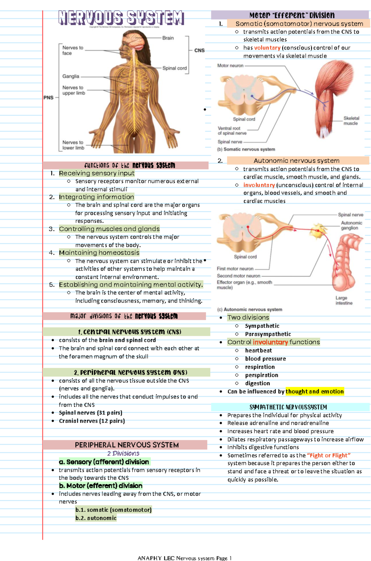 Anaphy LEC Nervous System Overview and Functions - Studocu