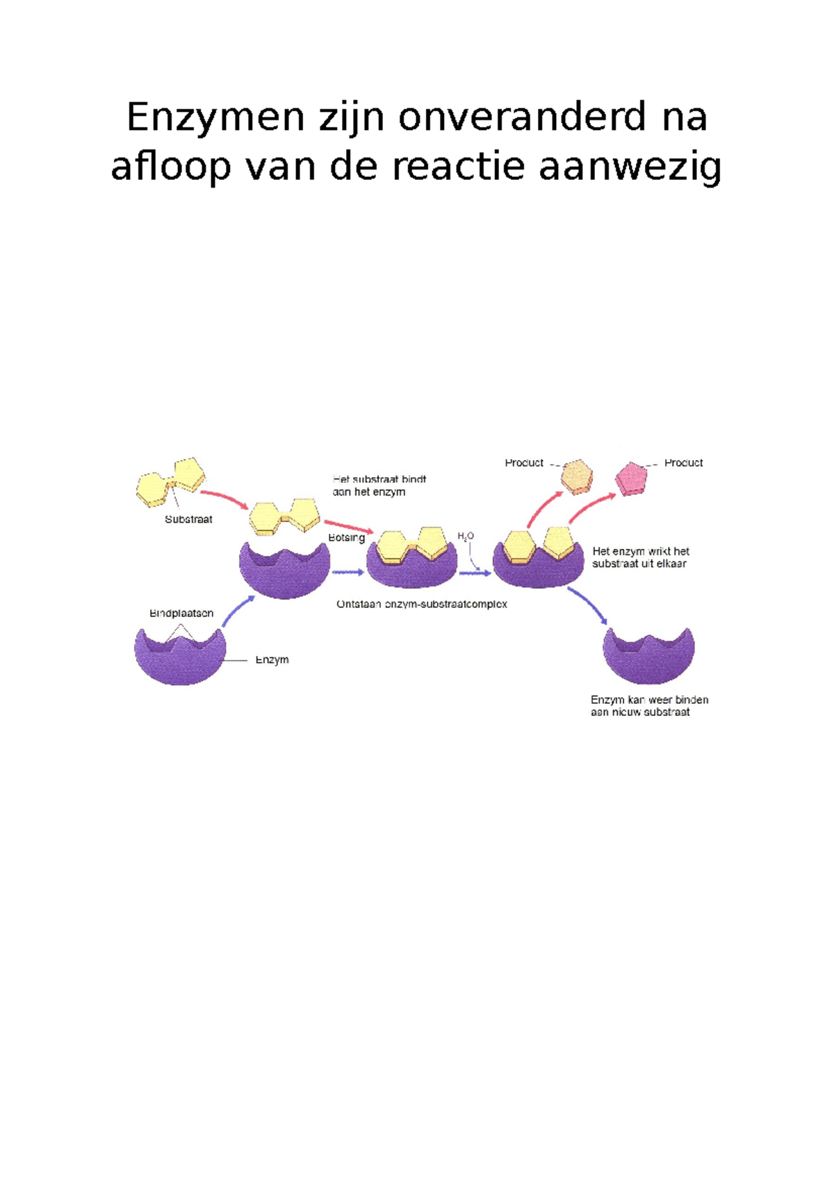 Practicum Havo 5 Bio: Enzymen en Reactie-Observaties - Studeersnel