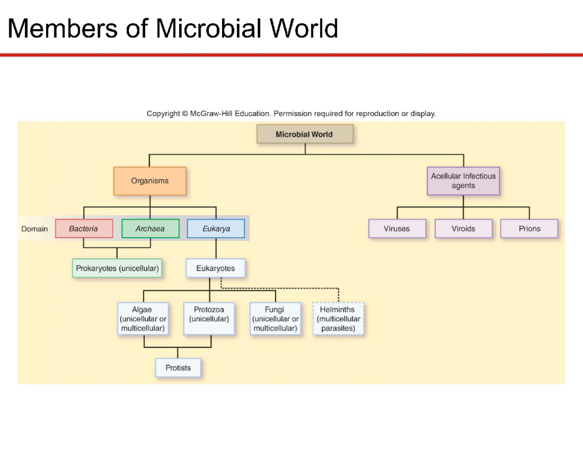 Lecture 1 -08 - members of microbial world - Members of Microbial World ...