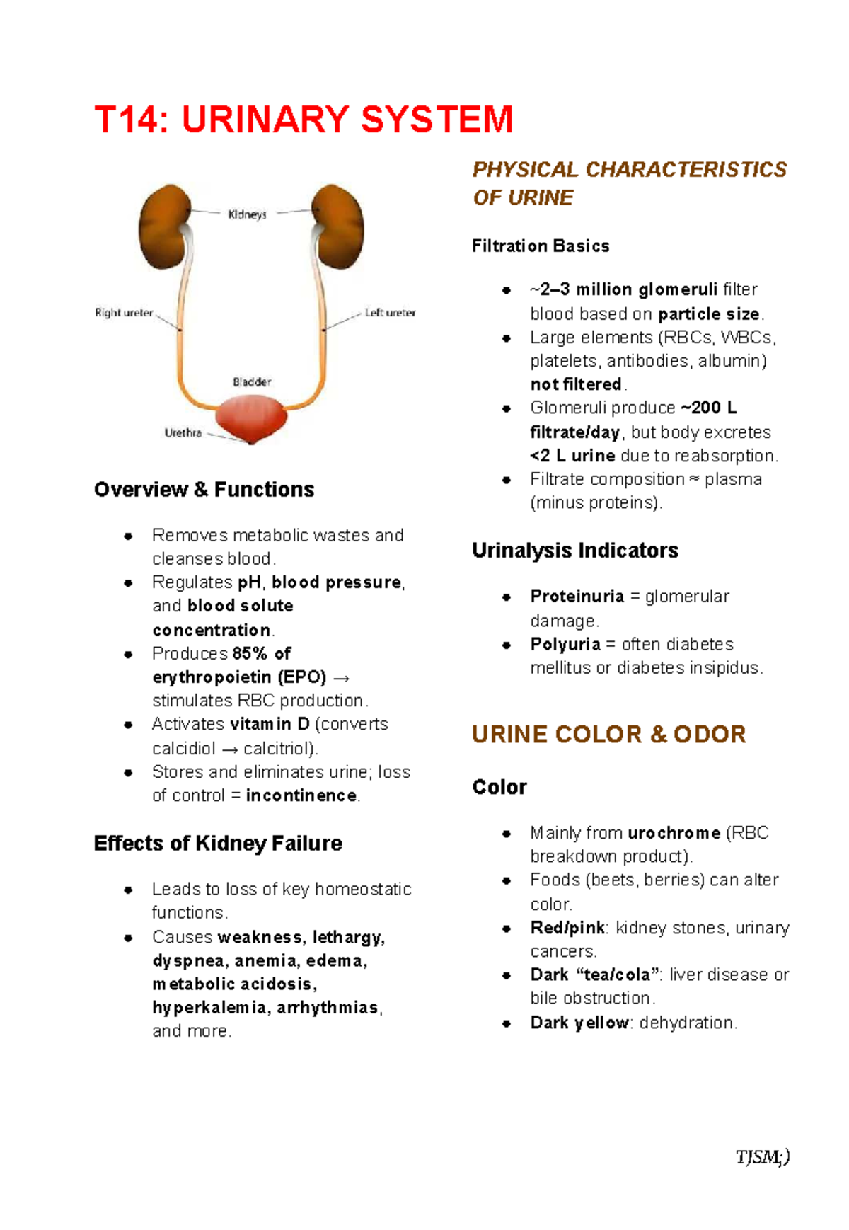 T14: Urinary System Overview and Key Functions - Studocu