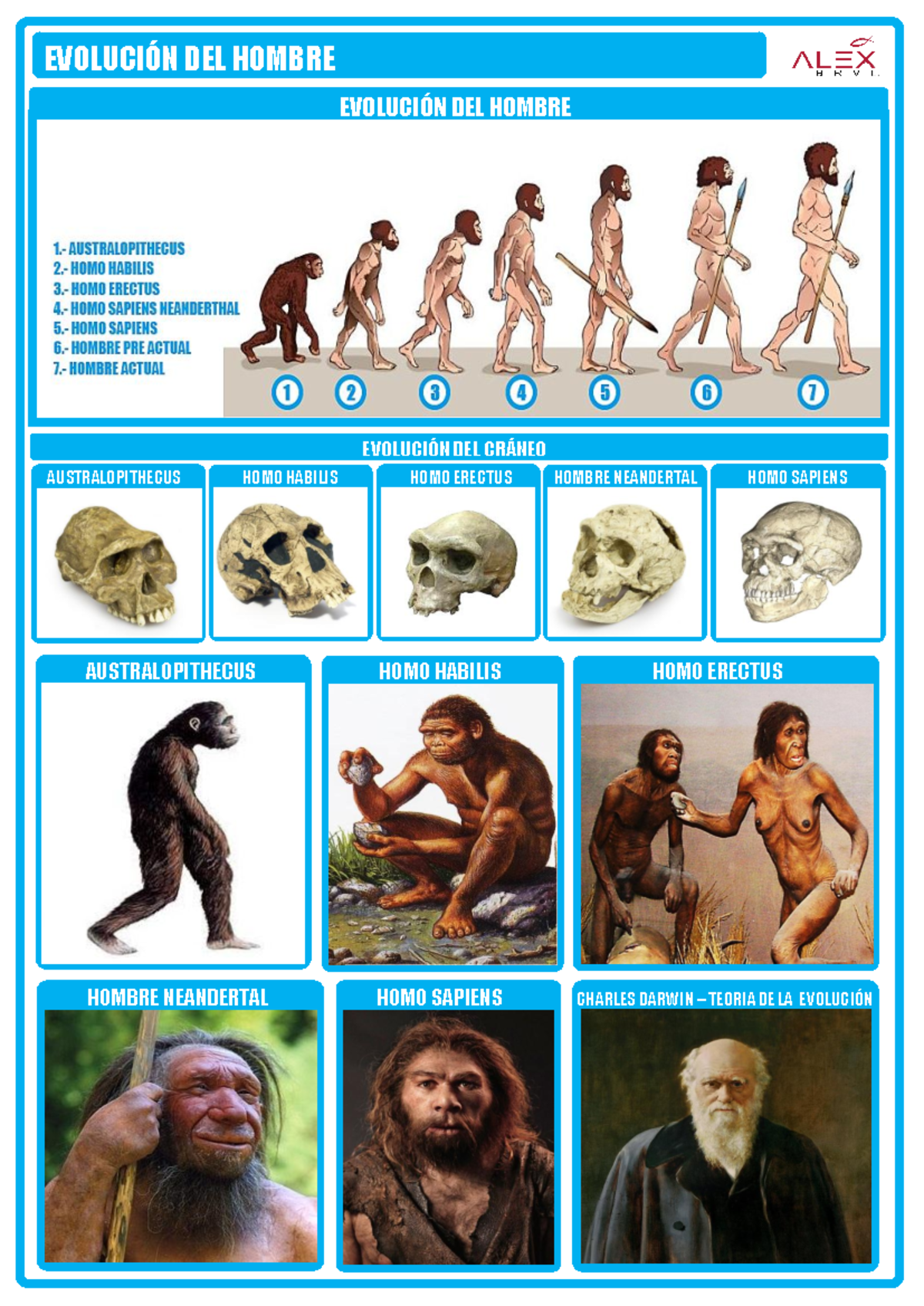 Evolucion Del Hombre LA EVOLUCIÓN DEL HOMBRE ¿Cómo Ha