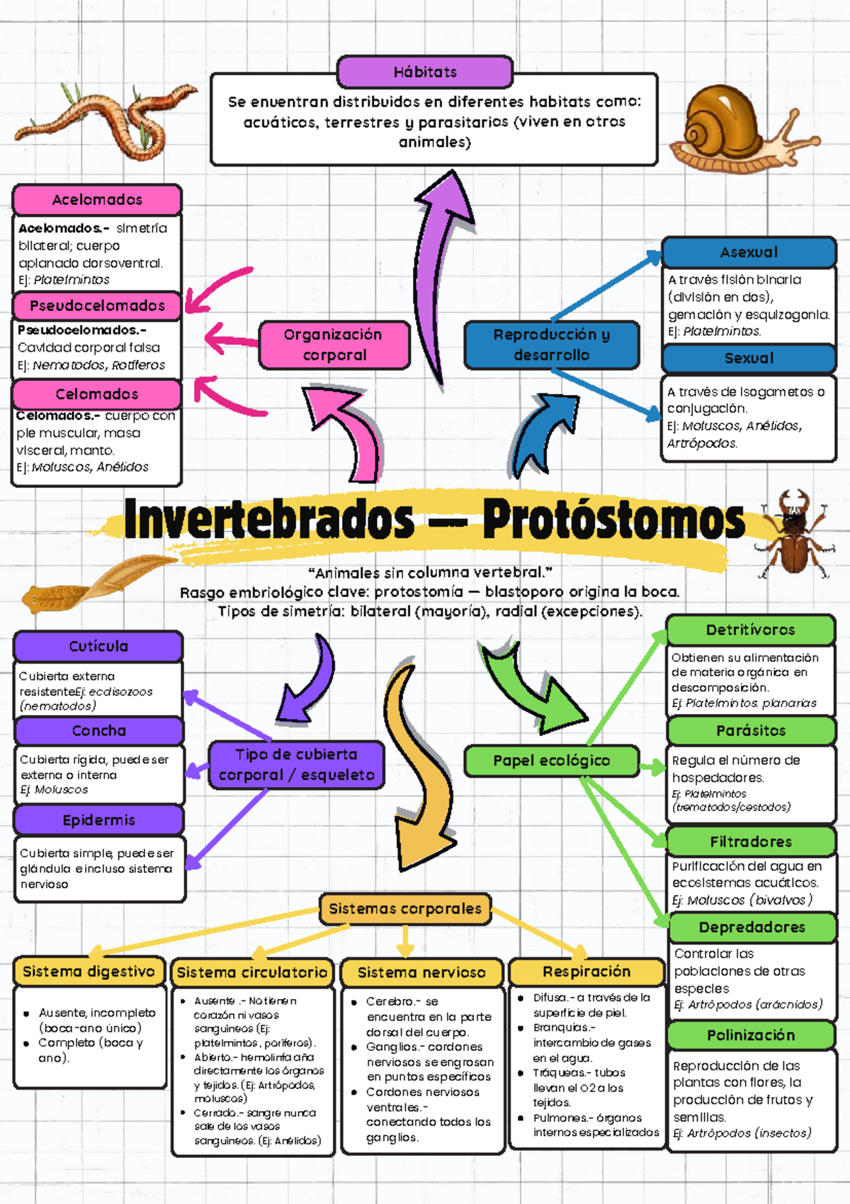 Diagrama De Rotiferos