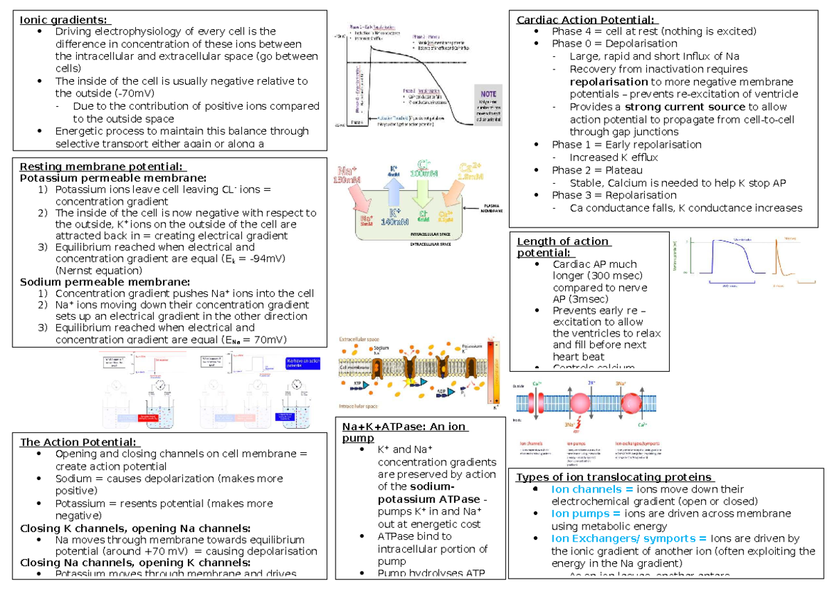 Cardiac Physiology: Understanding Action Potentials and Ion Channels ...