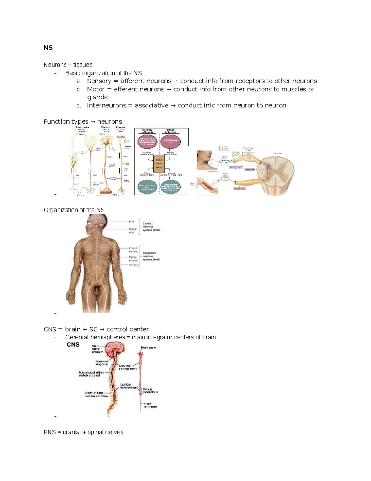 Nervous System Overview: Neurons & Neuroglia Functions (BIO101) - Studocu
