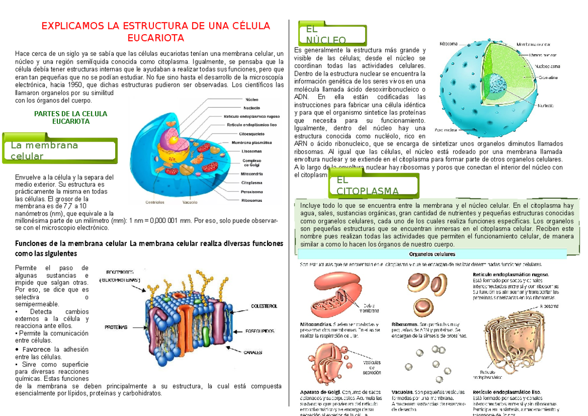 Hoja De Trabajo Sobre La Estructura De La C lula Eucariota Biolog a
