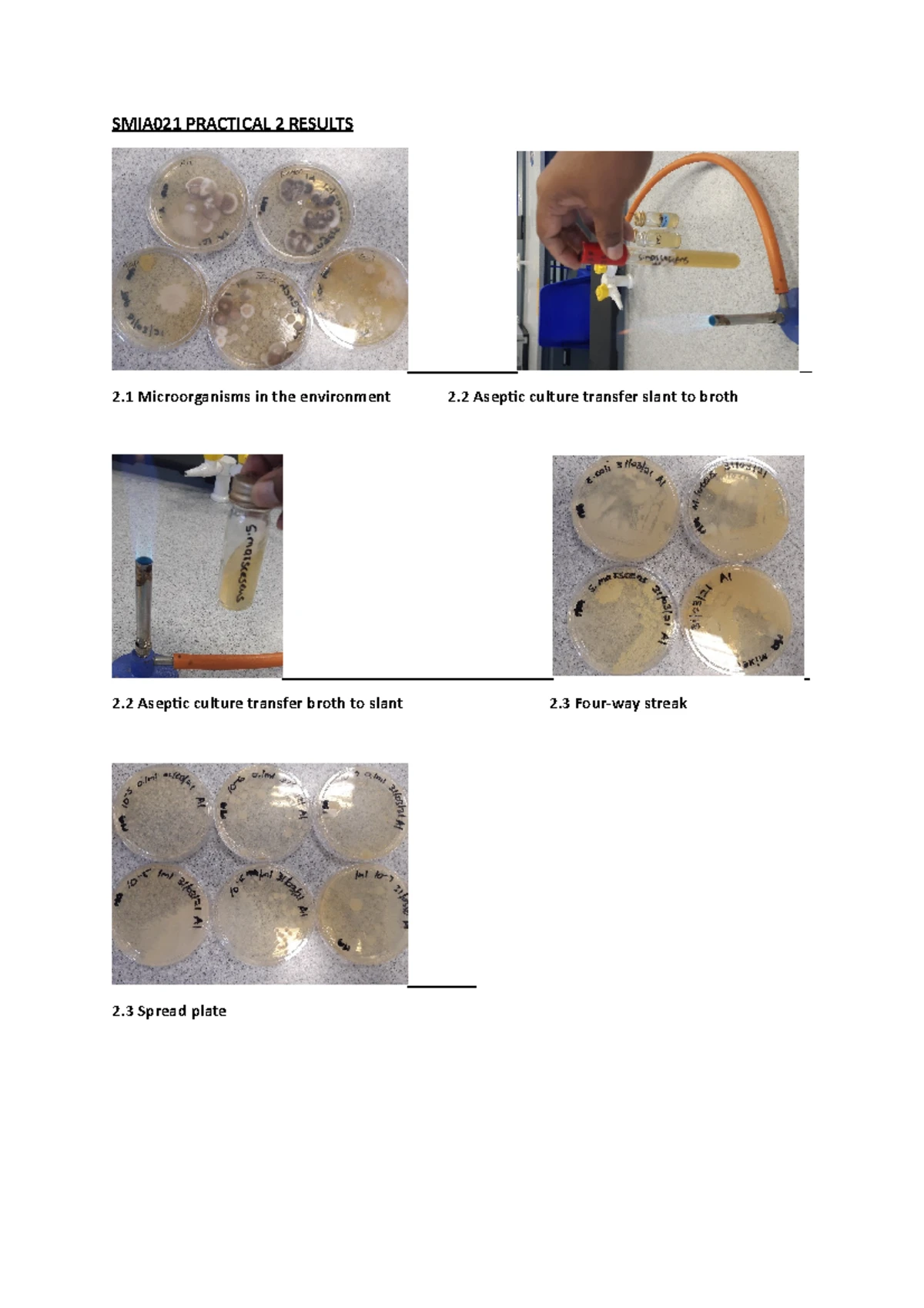 Practical 6 Results - FUNDAMENTAL MICROBIOLOGY ADDITIONAL MATERIAL ...
