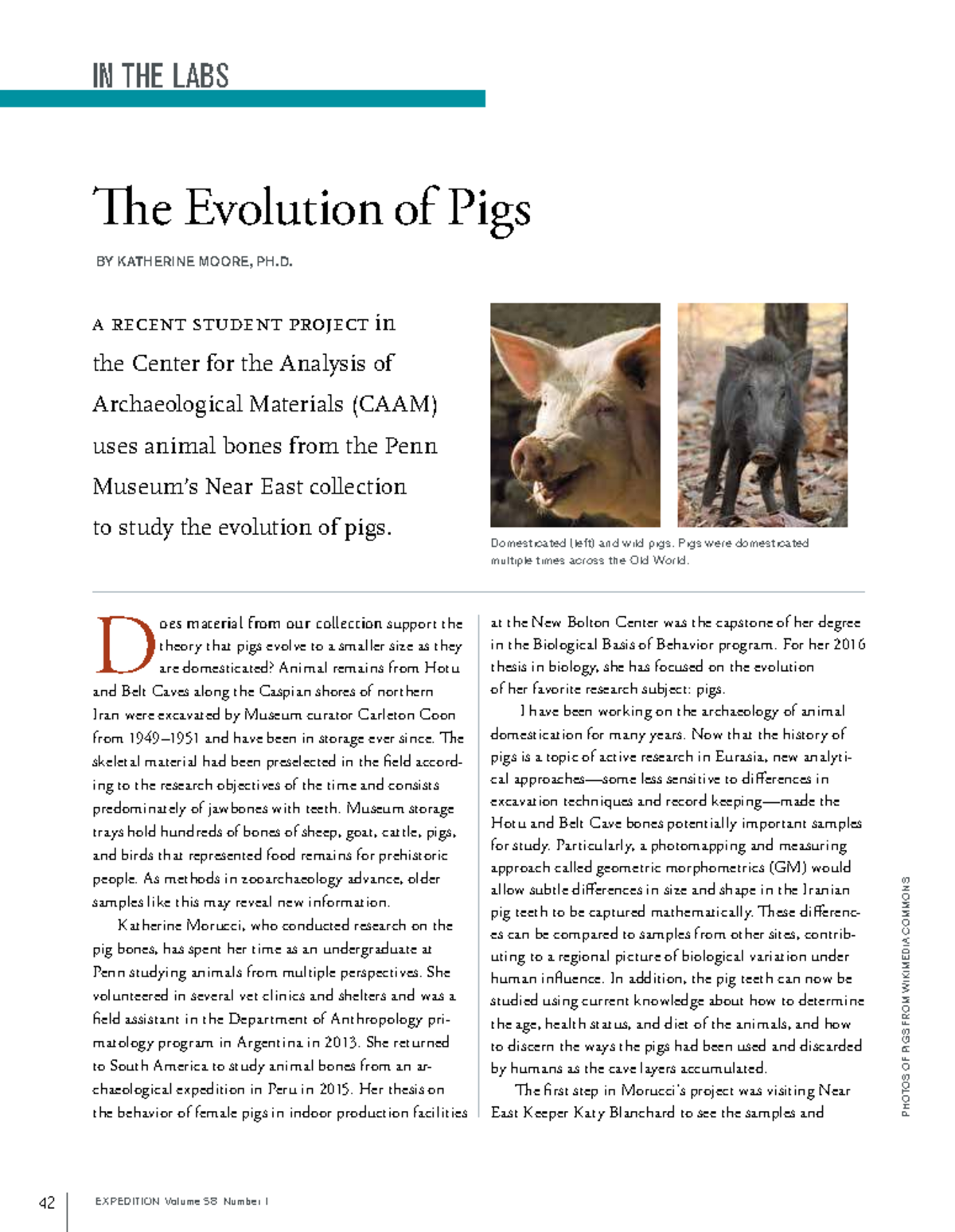 CAAM Study: The Evolution of Pigs in Archaeology - Studocu
