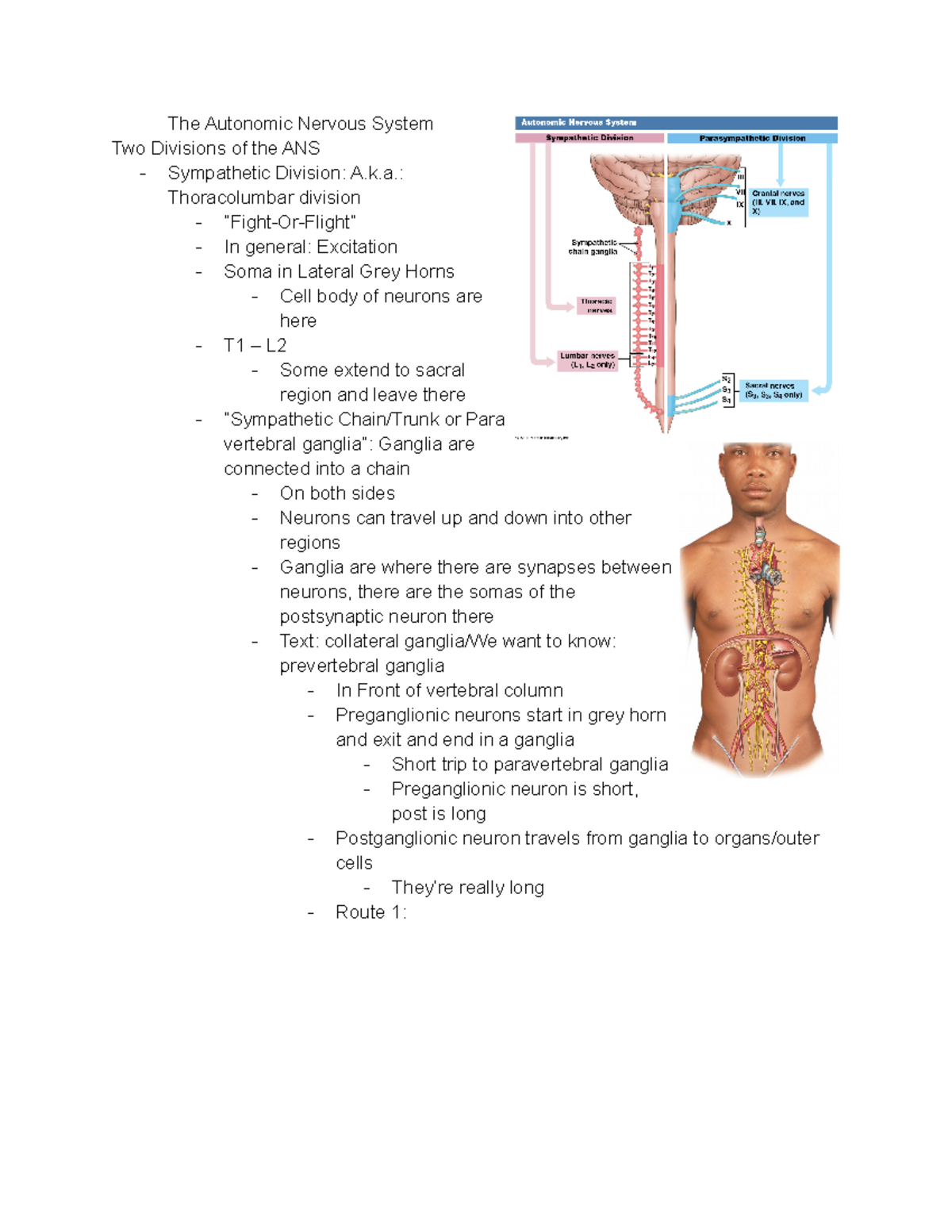 Chapter 14 Notes - The Autonomic Nervous System Two Divisions of the ...