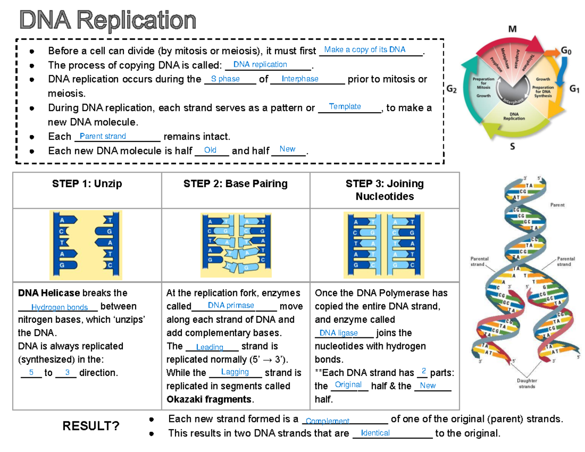 DNA Replication Study Notes - Handout - Studocu