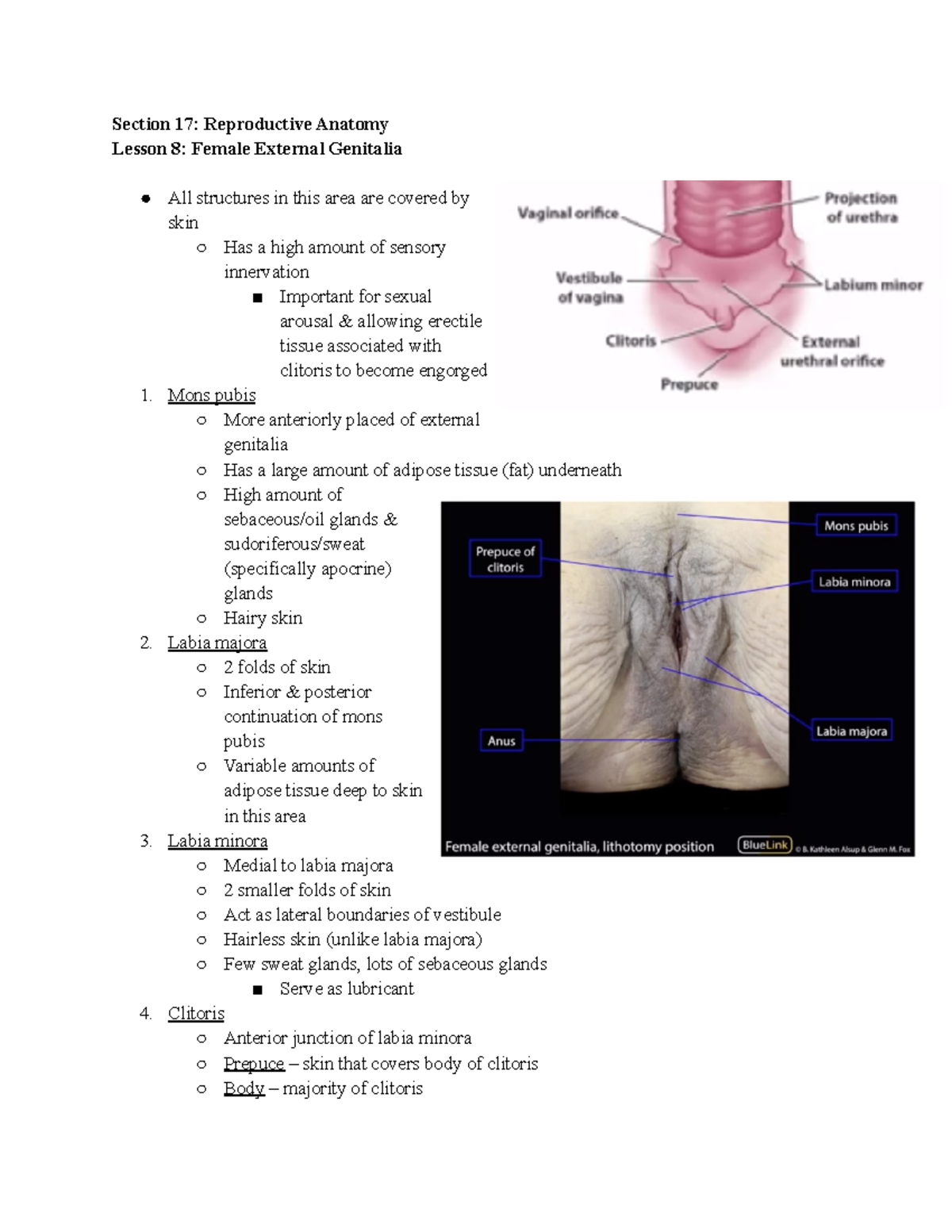 Female External Anatomy Body
