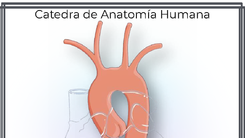 Guía de Anatomía: Cayado Aórtico y sus Ramas - Br. Ananda Flores - Studocu