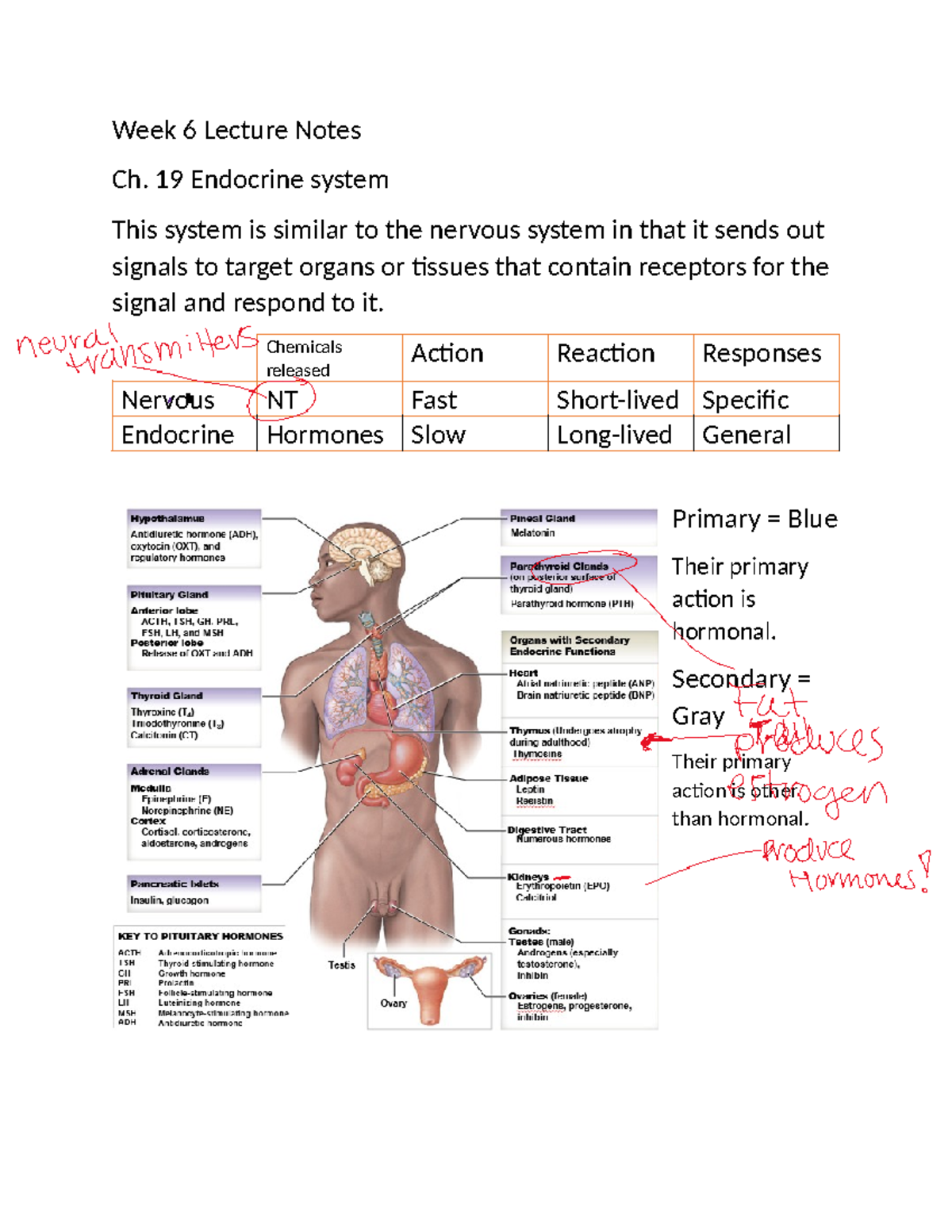 BIO 101 Week 6 Lecture Notes: Endocrine System Overview - Studocu
