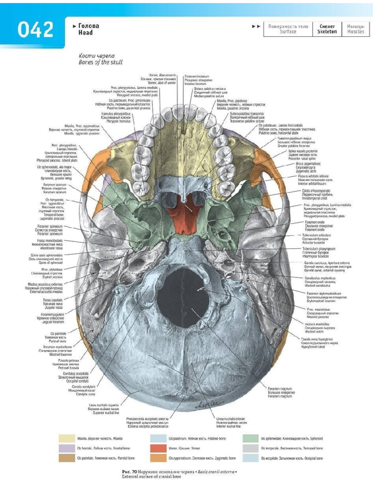 Foramenes Exograneo: Anatomía de los Huesos del Cráneo - Studocu