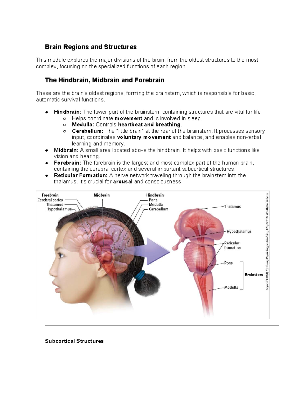 PSY 101: Notes on Brain Regions and Structures - Studocu