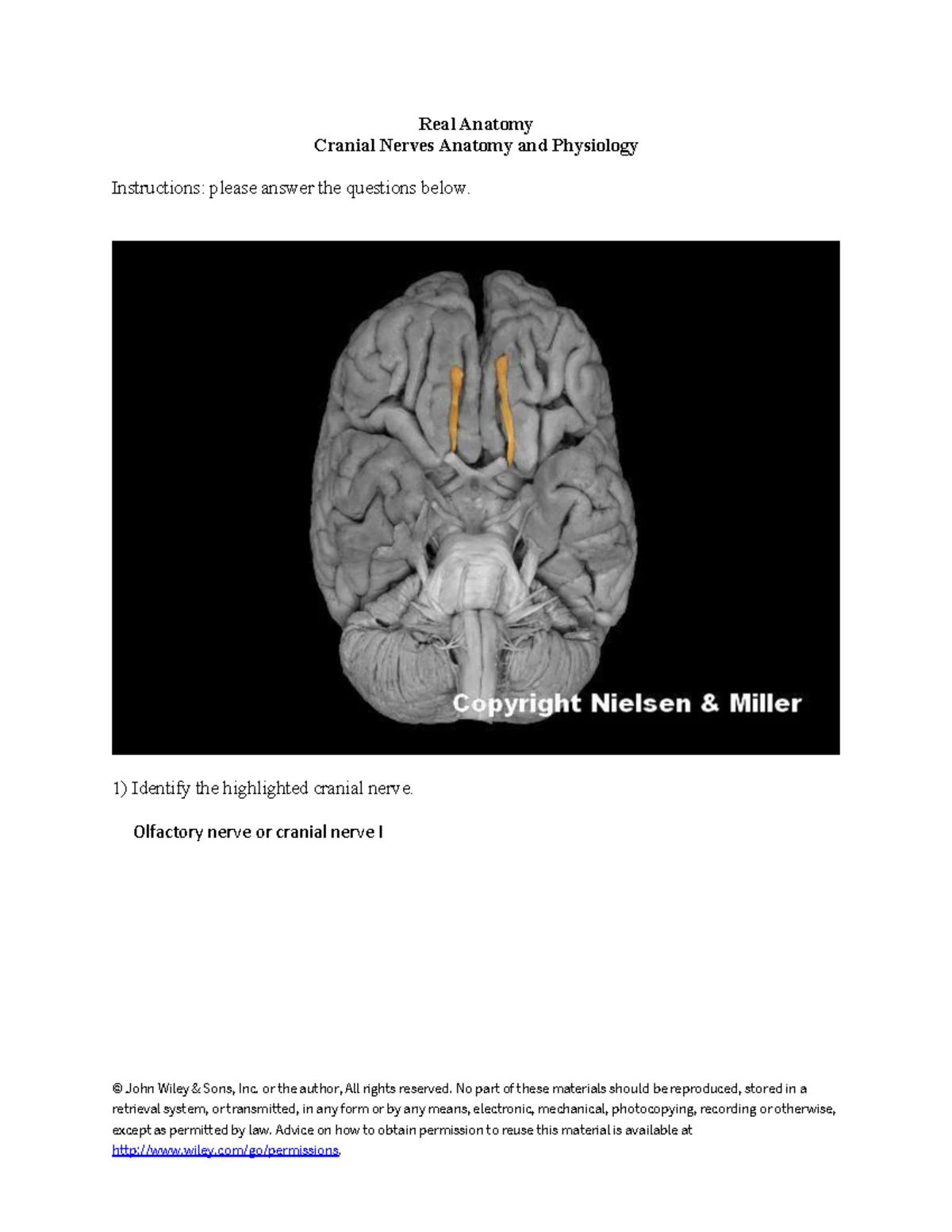 Real Anatomy: 33 Nerves Innervating Major Lower Limb Muscles Worksheet ...