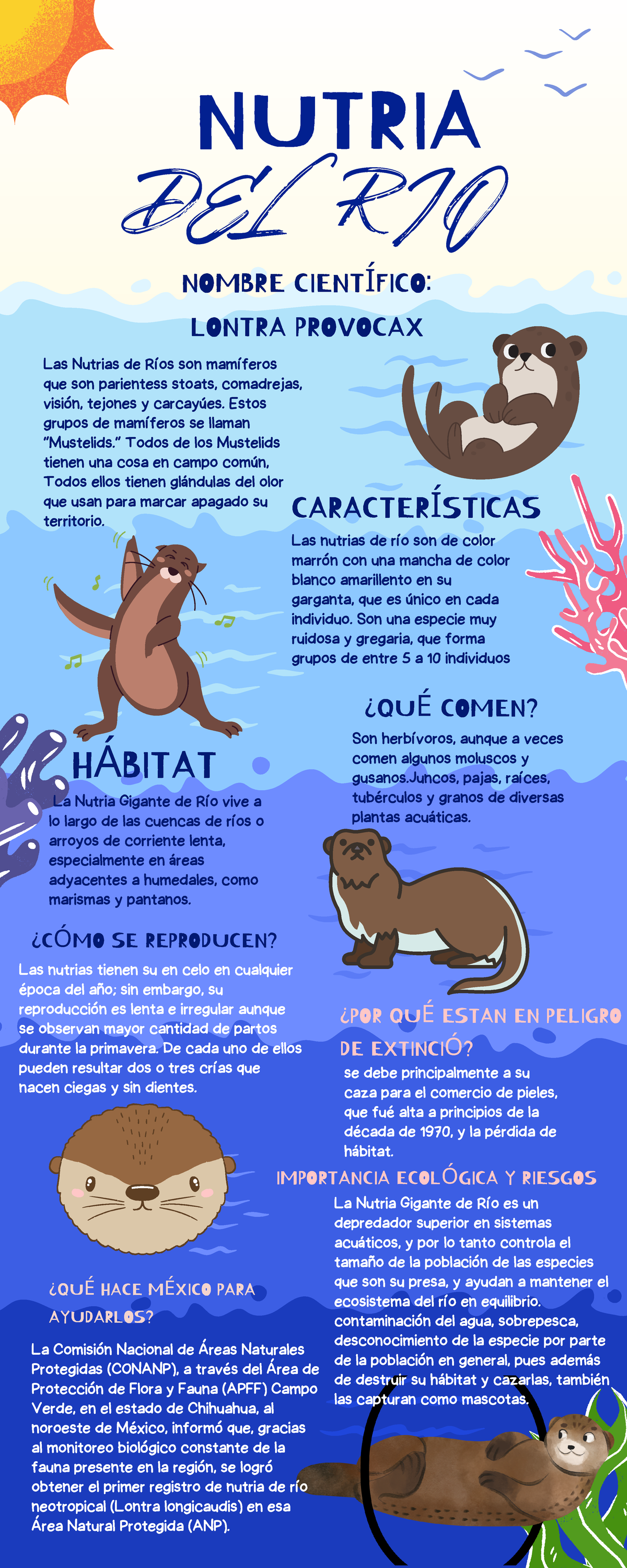 Infografía sobre Nutrias de Río y su Ecosistema - Ilustrativo Azul ...