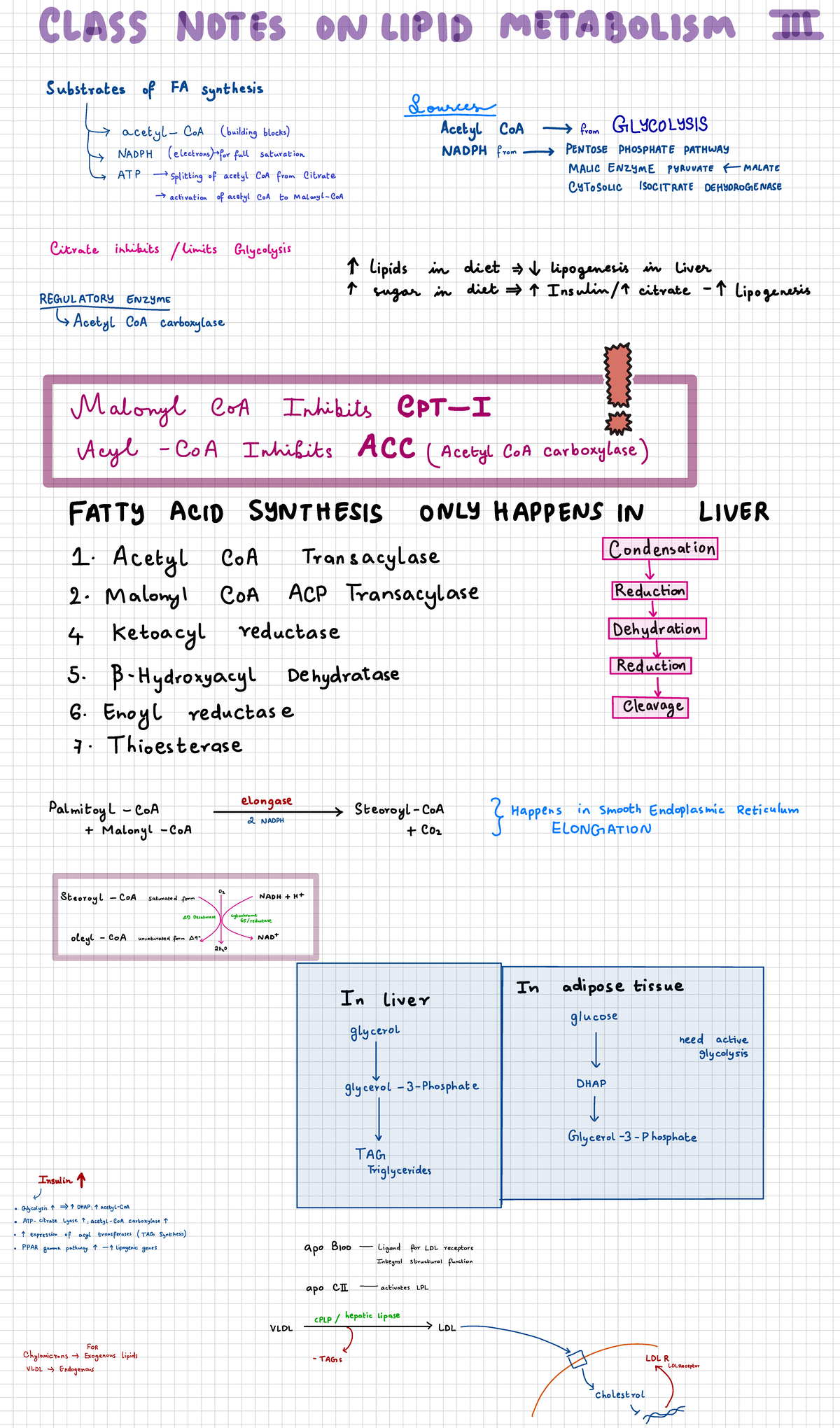 Biochem My Notes - CLASS NOTES ON LIPID METABOLISM Substrates of FA ...