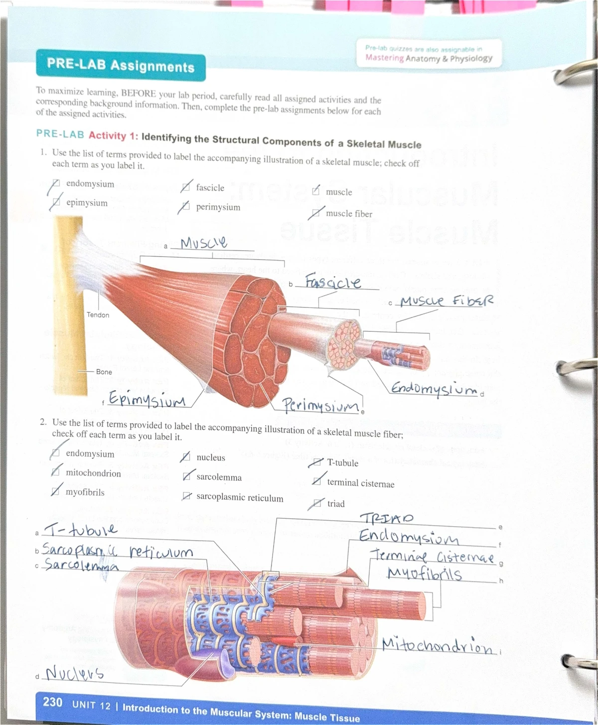 Lab 3 - Epithelial and Connective Tissue Assignments - Studocu