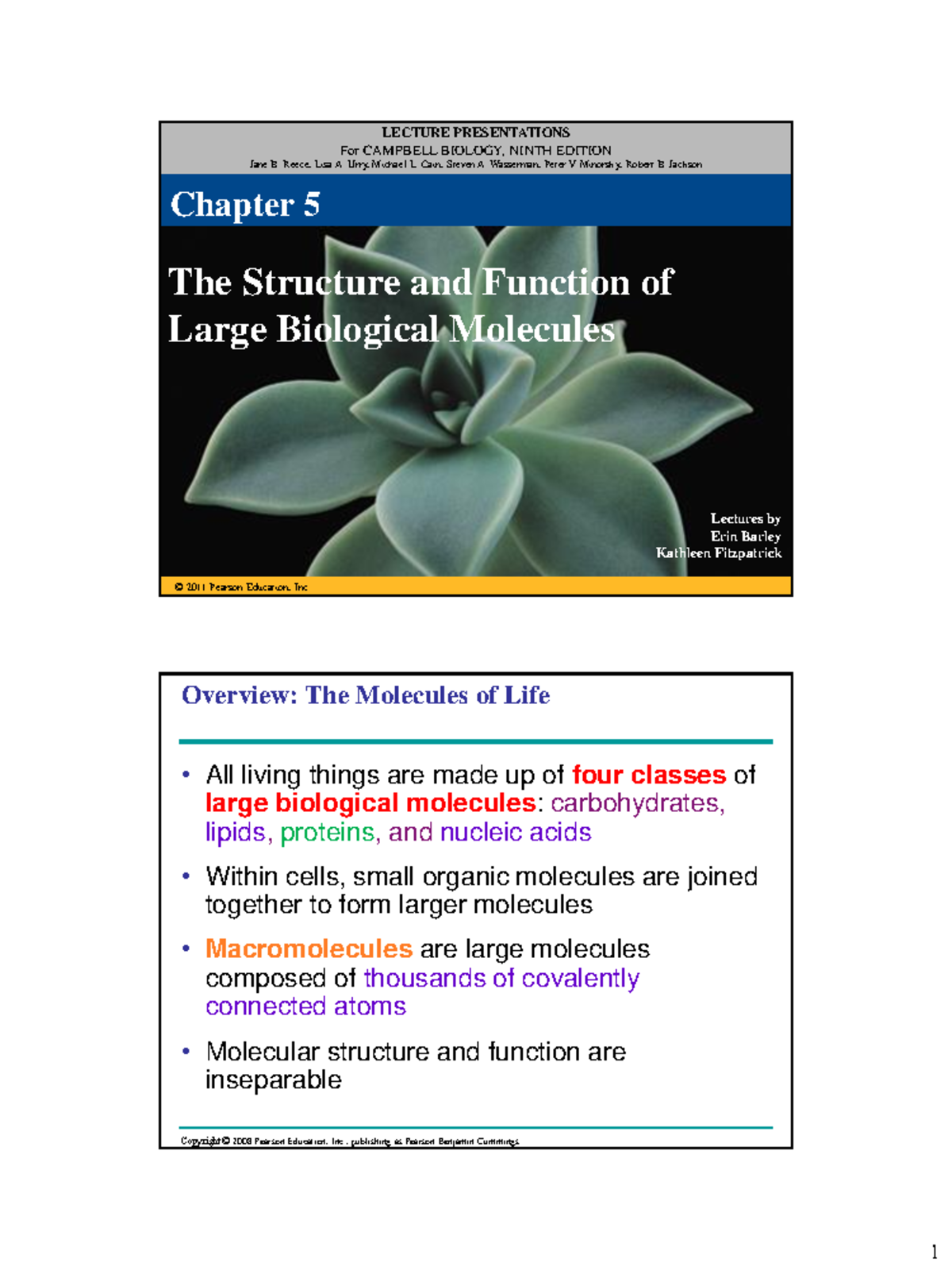 Ch. 5 Structure and Function of Large Biological Molecules - Campbell ...