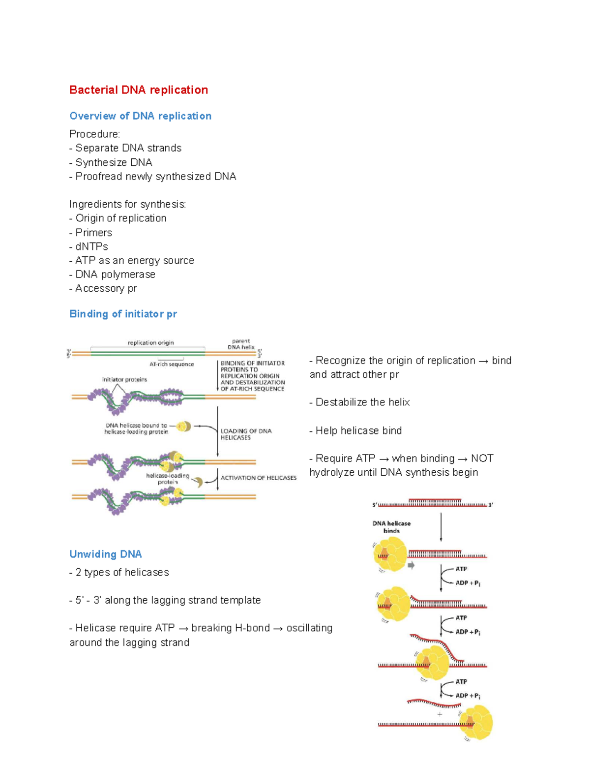 Bio 101 - Week 4 Lecture Notes: Bacterial DNA Replication Overview ...