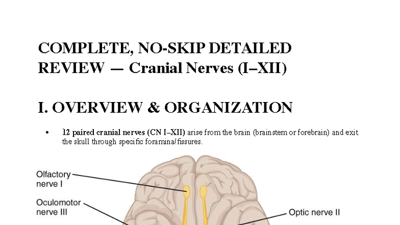 Midterm Review: Cranial Nerves Anatomy (ANAT 101) - Studocu