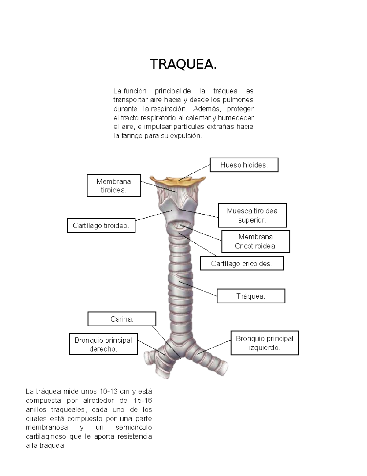 Anatomía De La Tráquea Anatomía Tráquea Pulmones Imagen Gratis