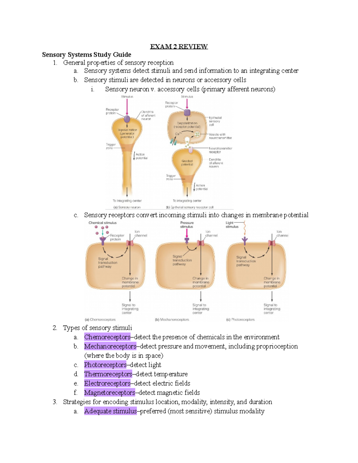 EXAM 2 Study Guide - Exam 2 content review. - EXAM 2 REVIEW Sensory ...