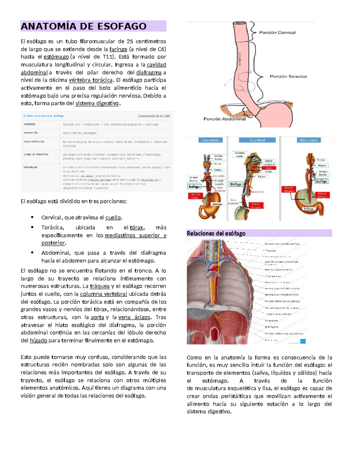 Anatomía del Esófago: Estructura y Función en el Sistema Digestivo ...