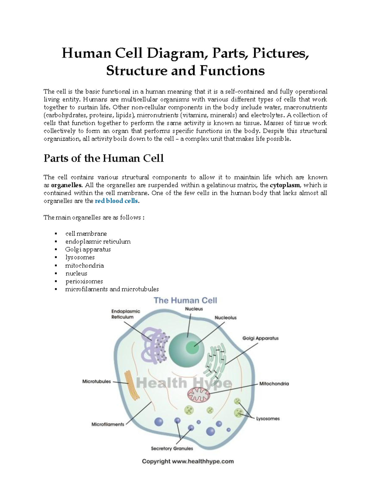 Human Cell Diagram Printable
