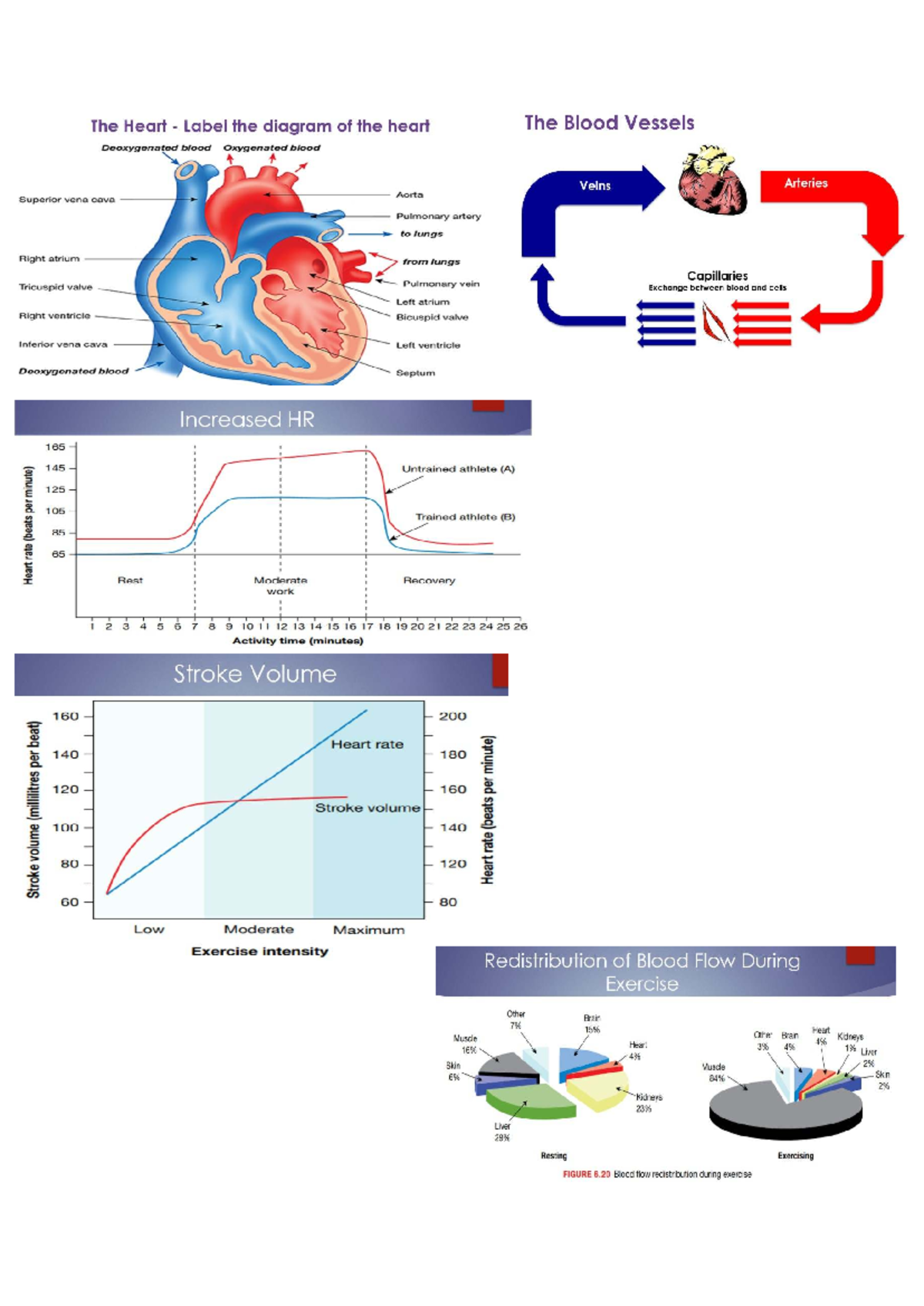 Chapter 4: The Heart and Blood Flow Redistribution During Exercise ...
