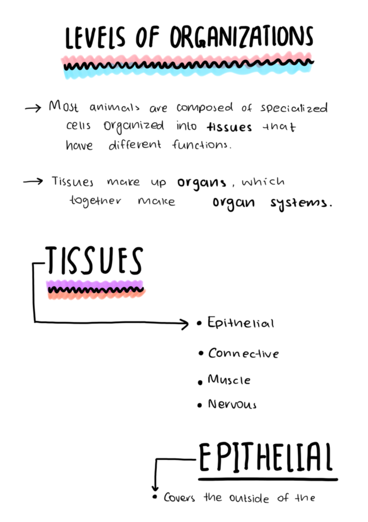 Levels of Organization in Biological Tissues: Cells to Systems - Studocu