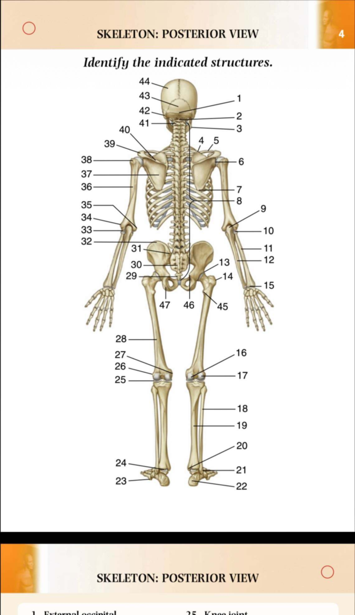 Anatomy 101: Skeleton Posterior View Structures Identification - Studocu