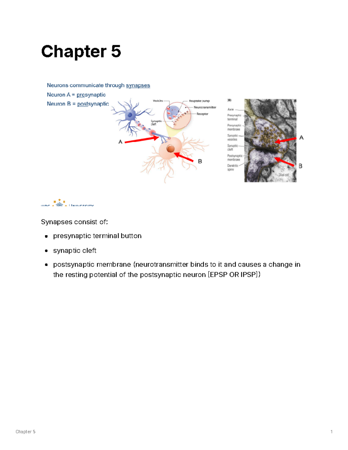 Brain and Behaviour - Ch. 5: Synapses and Transmission Notes - Studeersnel