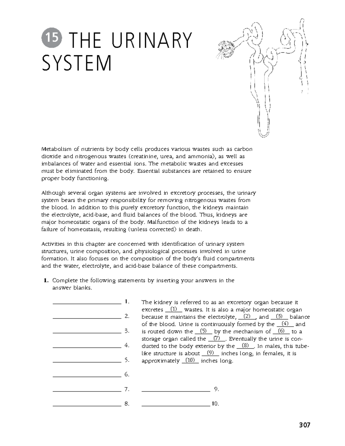 Urinary System Packet - Chapter 15 Overview and Activities - Studocu