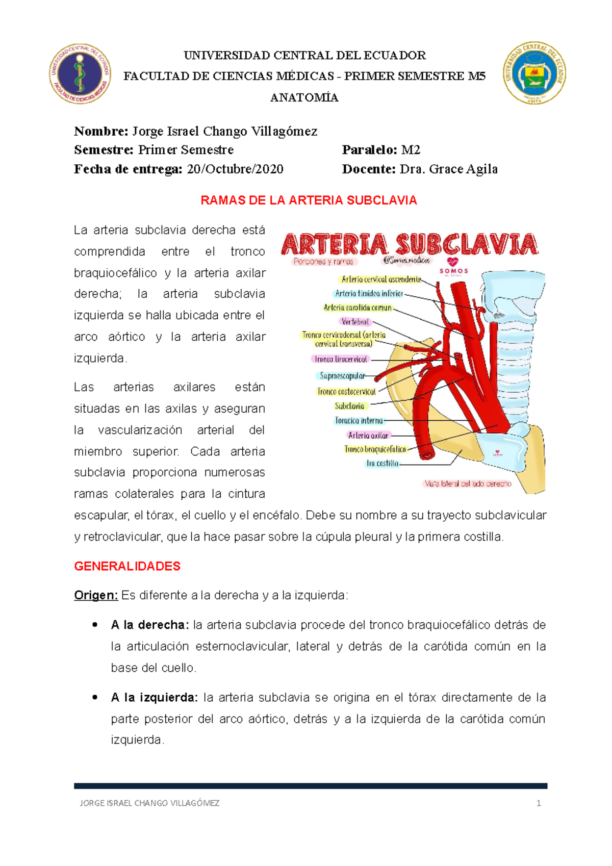 Arteria Subclavia Anatoma Mdica Arterias Del Cuerpo Arteria Subclavia