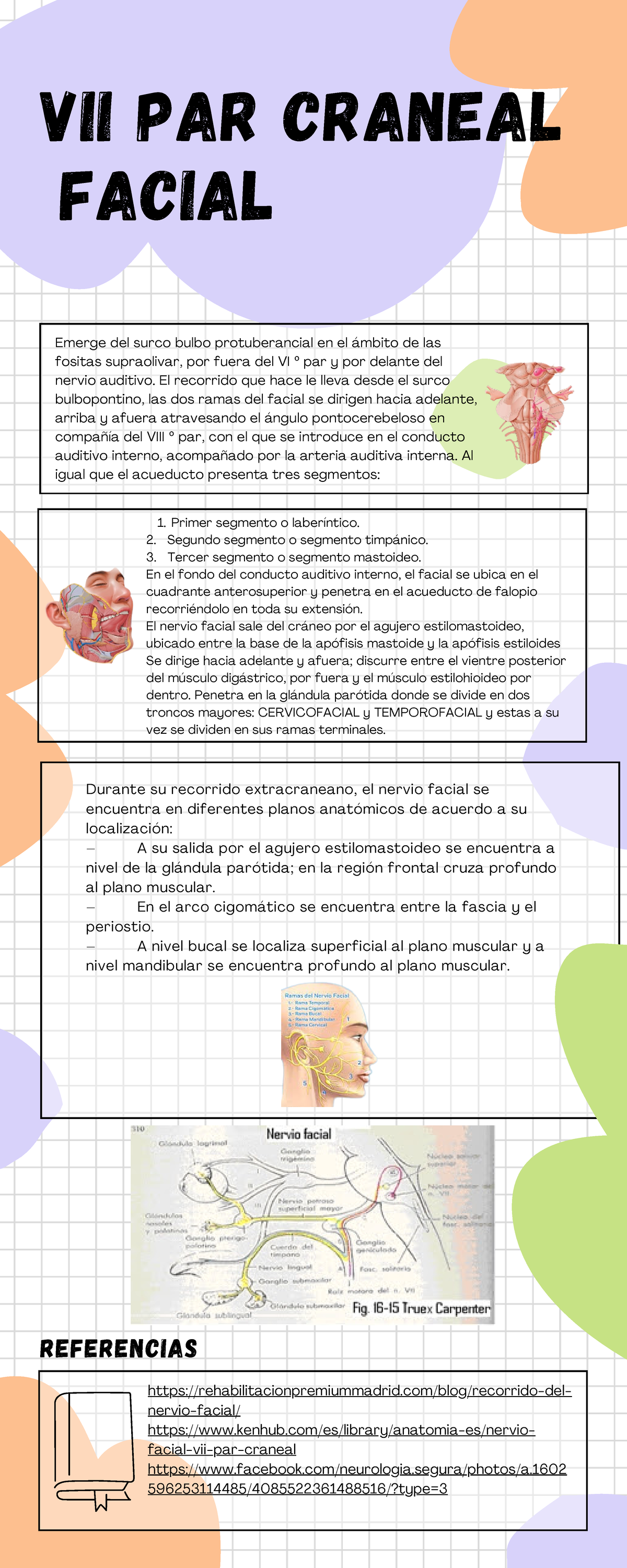 Notas sobre el VII Par Craneal: Nervio Facial y su Anatomía - Studocu