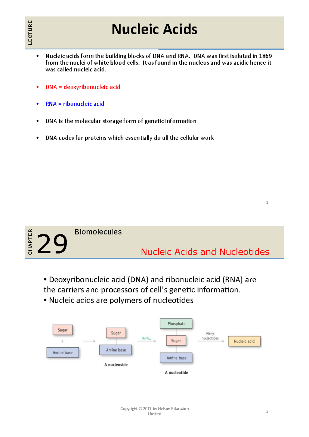 CHEM1002 Lecture 34: Nucleic Acids and DNA Structure - Studocu