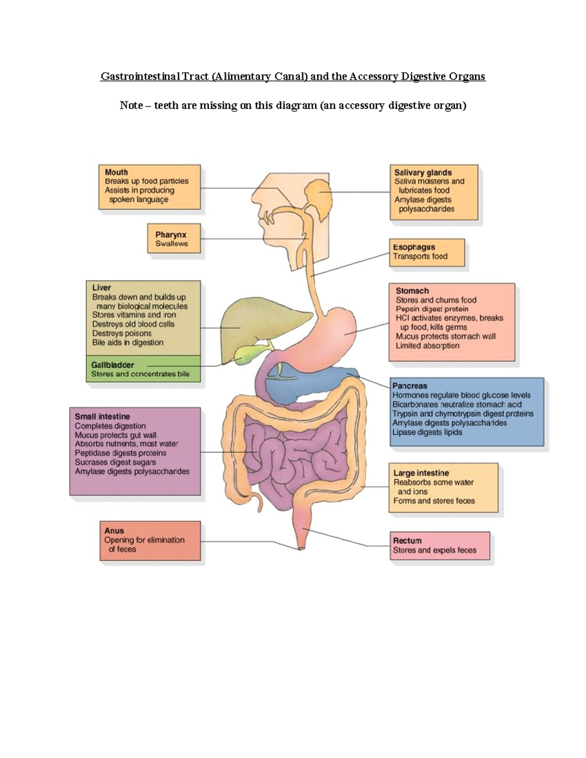 GI System (Week 1 Handout) - Digestive Organs & Functions - Studocu