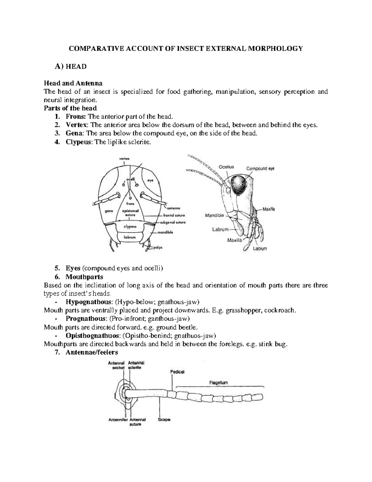 Comparative Study of Insect Head Morphology in Entomology - Studocu