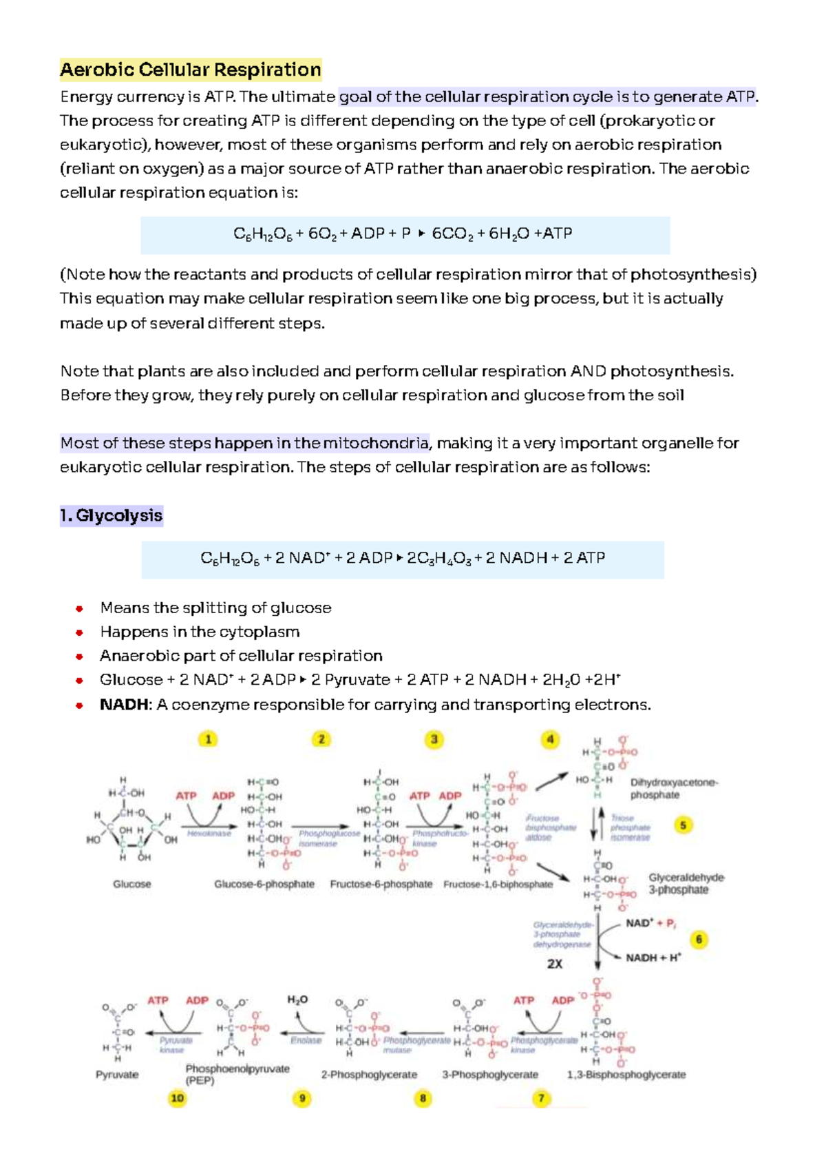 Cellular Respiration: The Pathway to ATP Production - Studocu