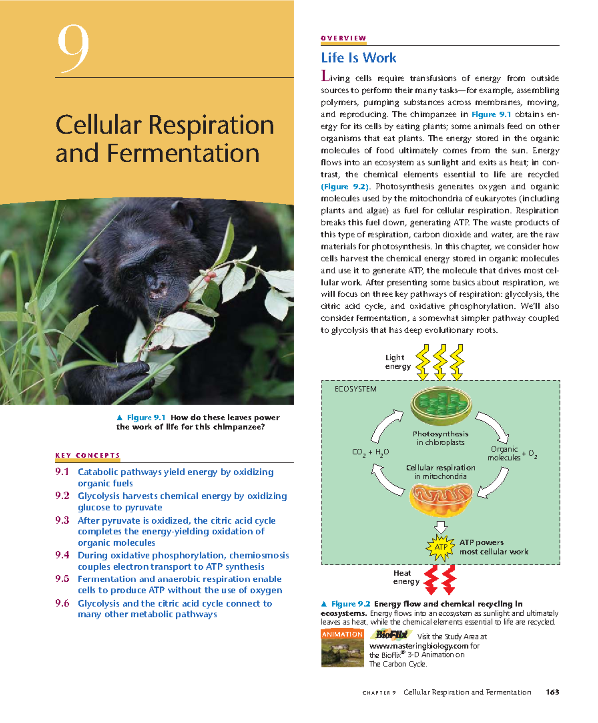 Cellular Respiration and Fermentation Overview (BIO 101 Lecture Notes ...