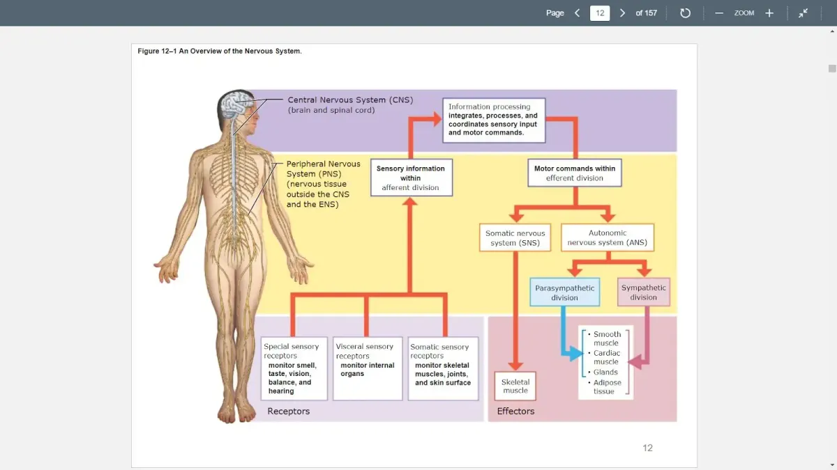 Chapter 12 Anatomy Notes: Nervous Tissue Overview and Functions - Studocu